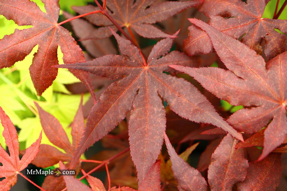 - Acer palmatum 'Dark Ghost' Japanese Maple - Mr Maple │ Buy Japanese Maple Trees