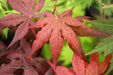 - Acer palmatum 'Dark Ghost' Japanese Maple - Mr Maple │ Buy Japanese Maple Trees