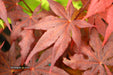 - Acer palmatum 'Dark Ghost' Japanese Maple - Mr Maple │ Buy Japanese Maple Trees