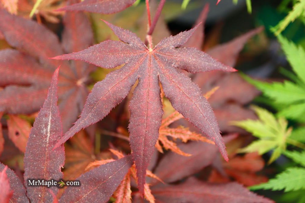 - Acer palmatum 'Dark Ghost' Japanese Maple - Mr Maple │ Buy Japanese Maple Trees