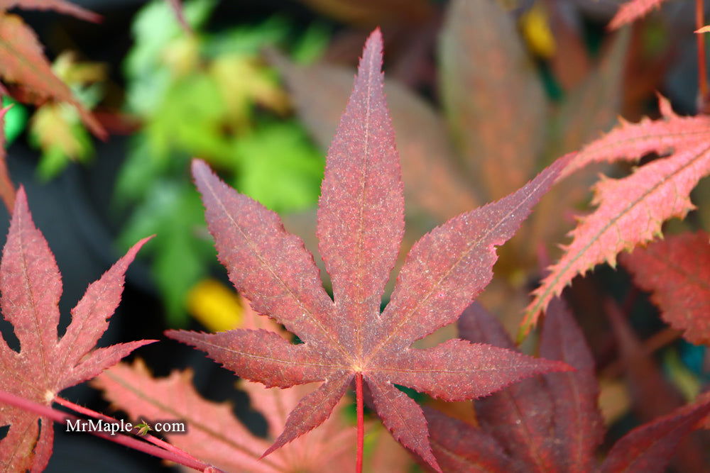 - Acer palmatum 'Dark Ghost' Japanese Maple - Mr Maple │ Buy Japanese Maple Trees