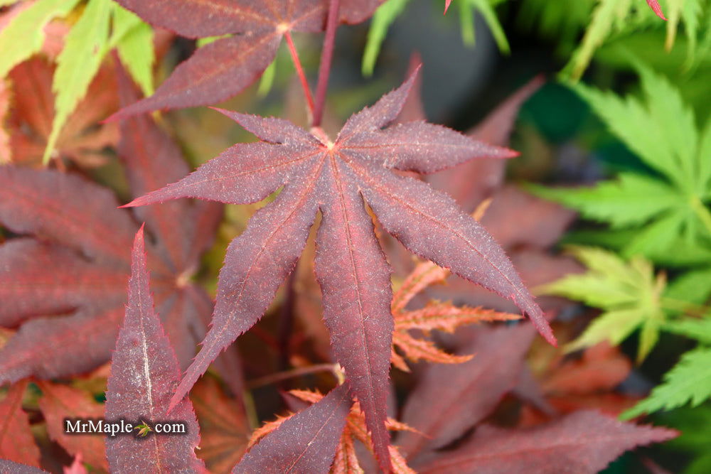 - Acer palmatum 'Dark Ghost' Japanese Maple - Mr Maple │ Buy Japanese Maple Trees