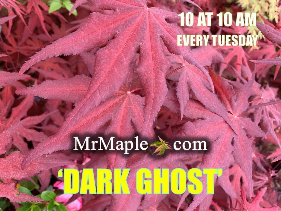 - Acer palmatum 'Dark Ghost' Japanese Maple - Mr Maple │ Buy Japanese Maple Trees