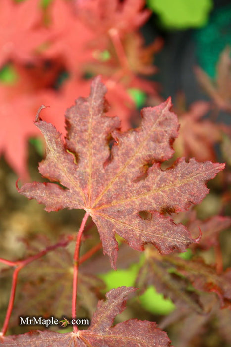 - Acer palmatum 'Dark Ghost' Japanese Maple - Mr Maple │ Buy Japanese Maple Trees