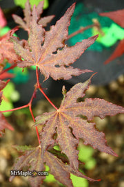 - Acer palmatum 'Dark Ghost' Japanese Maple - Mr Maple │ Buy Japanese Maple Trees
