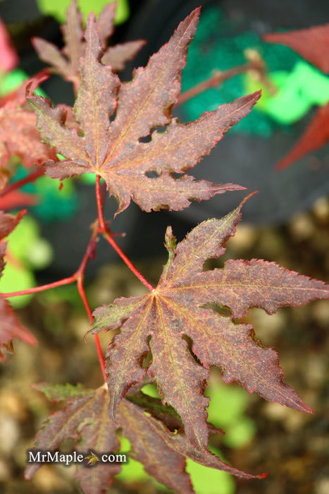 - Acer palmatum 'Dark Ghost' Japanese Maple - Mr Maple │ Buy Japanese Maple Trees