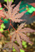 - Acer palmatum 'Dark Ghost' Japanese Maple - Mr Maple │ Buy Japanese Maple Trees