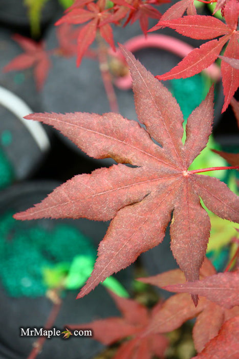 - Acer palmatum 'Dark Ghost' Japanese Maple - Mr Maple │ Buy Japanese Maple Trees