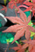 - Acer palmatum 'Dark Ghost' Japanese Maple - Mr Maple │ Buy Japanese Maple Trees