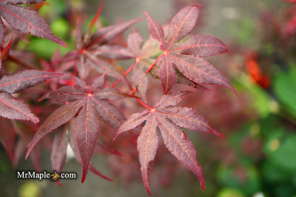 - Acer palmatum 'Dark Ghost' Japanese Maple - Mr Maple │ Buy Japanese Maple Trees