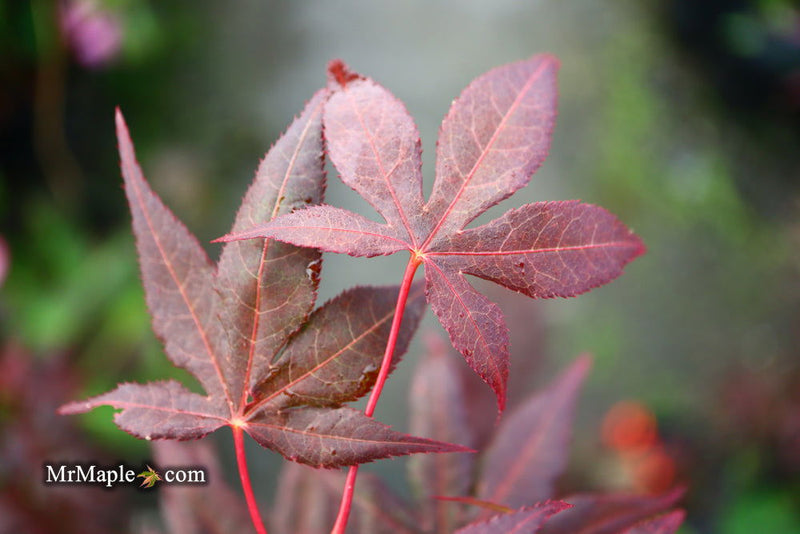 - Acer palmatum 'Dark Ghost' Japanese Maple - Mr Maple │ Buy Japanese Maple Trees