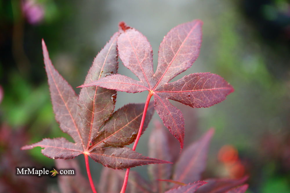 - Acer palmatum 'Dark Ghost' Japanese Maple - Mr Maple │ Buy Japanese Maple Trees