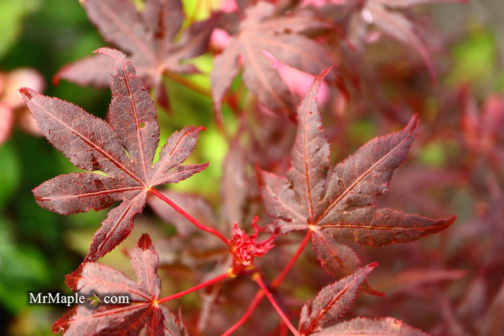 - Acer palmatum 'Dark Ghost' Japanese Maple - Mr Maple │ Buy Japanese Maple Trees