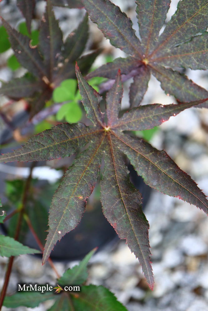 - Acer palmatum 'Dark Ghost' Japanese Maple - Mr Maple │ Buy Japanese Maple Trees