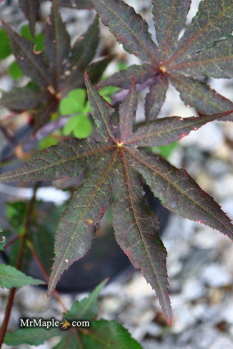 - Acer palmatum 'Dark Ghost' Japanese Maple - Mr Maple │ Buy Japanese Maple Trees