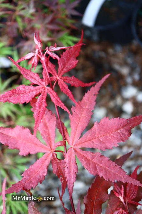 - Acer palmatum 'Dark Ghost' Japanese Maple - Mr Maple │ Buy Japanese Maple Trees