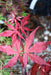 - Acer palmatum 'Dark Ghost' Japanese Maple - Mr Maple │ Buy Japanese Maple Trees