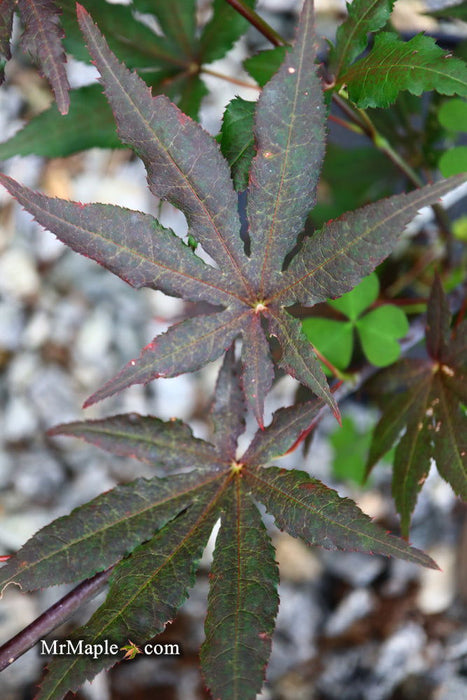 - Acer palmatum 'Dark Ghost' Japanese Maple - Mr Maple │ Buy Japanese Maple Trees