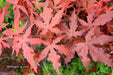 - Acer palmatum 'Dark Ghost' Japanese Maple - Mr Maple │ Buy Japanese Maple Trees