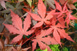 - Acer palmatum 'Dark Ghost' Japanese Maple - Mr Maple │ Buy Japanese Maple Trees