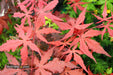 - Acer palmatum 'Dark Ghost' Japanese Maple - Mr Maple │ Buy Japanese Maple Trees