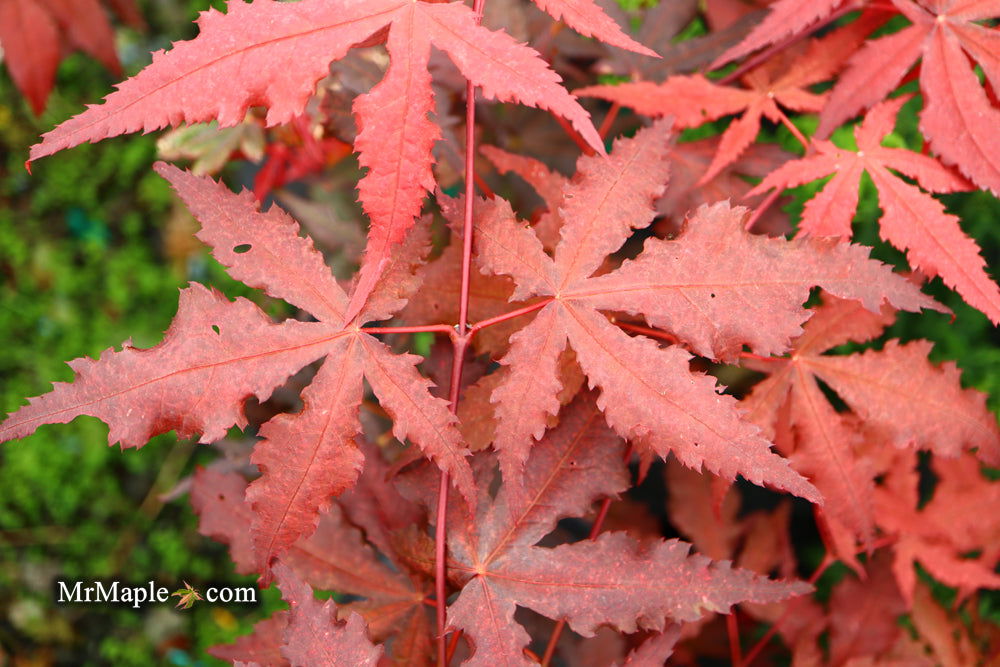 - Acer palmatum 'Dark Ghost' Japanese Maple - Mr Maple │ Buy Japanese Maple Trees