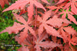 - Acer palmatum 'Dark Ghost' Japanese Maple - Mr Maple │ Buy Japanese Maple Trees