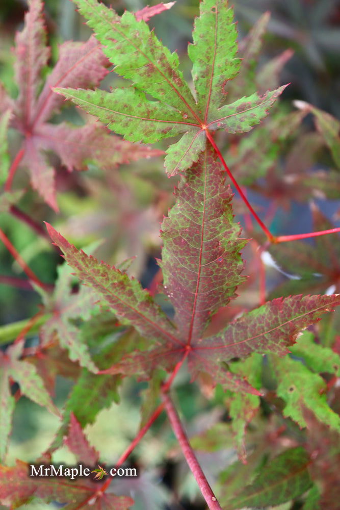 - Acer palmatum 'Dark Ghost' Japanese Maple - Mr Maple │ Buy Japanese Maple Trees