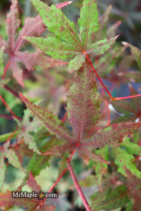 - Acer palmatum 'Dark Ghost' Japanese Maple - Mr Maple │ Buy Japanese Maple Trees