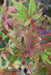 - Acer palmatum 'Dark Ghost' Japanese Maple - Mr Maple │ Buy Japanese Maple Trees