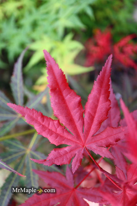 - Acer palmatum 'Dark Ghost' Japanese Maple - Mr Maple │ Buy Japanese Maple Trees