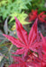 - Acer palmatum 'Dark Ghost' Japanese Maple - Mr Maple │ Buy Japanese Maple Trees