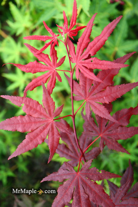 - Acer palmatum 'Dark Ghost' Japanese Maple - Mr Maple │ Buy Japanese Maple Trees