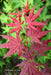 - Acer palmatum 'Dark Ghost' Japanese Maple - Mr Maple │ Buy Japanese Maple Trees