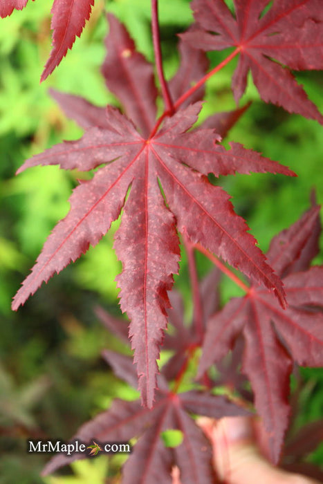 - Acer palmatum 'Dark Ghost' Japanese Maple - Mr Maple │ Buy Japanese Maple Trees