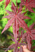 - Acer palmatum 'Dark Ghost' Japanese Maple - Mr Maple │ Buy Japanese Maple Trees