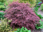 - Acer palmatum 'Dark Straw' Japanese Maple - Mr Maple │ Buy Japanese Maple Trees