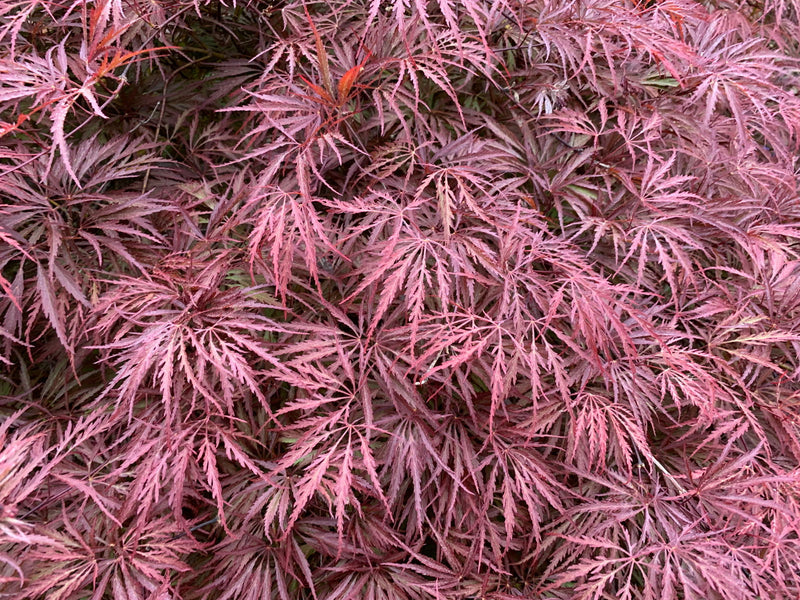 - Acer palmatum 'Dark Straw' Japanese Maple - Mr Maple │ Buy Japanese Maple Trees