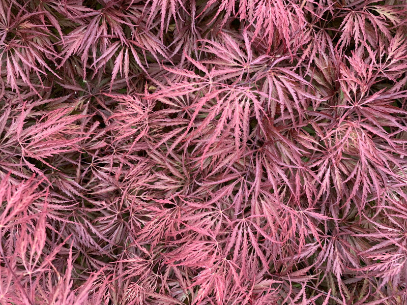 - Acer palmatum 'Dark Straw' Japanese Maple - Mr Maple │ Buy Japanese Maple Trees