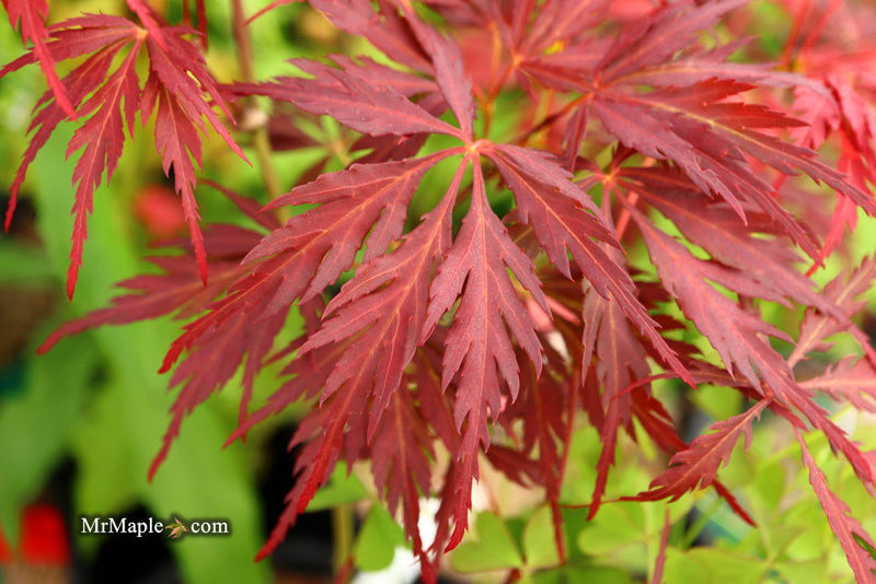 - Acer palmatum 'Deb' Japanese Maple - Mr Maple │ Buy Japanese Maple Trees