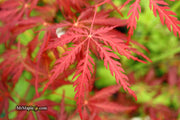 - Acer palmatum 'Deb' Japanese Maple - Mr Maple │ Buy Japanese Maple Trees