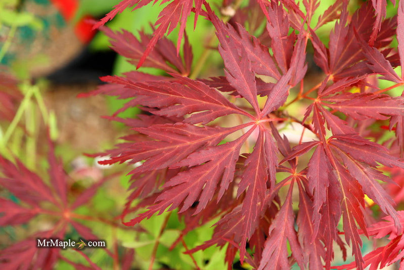 - Acer palmatum 'Deb' Japanese Maple - Mr Maple │ Buy Japanese Maple Trees