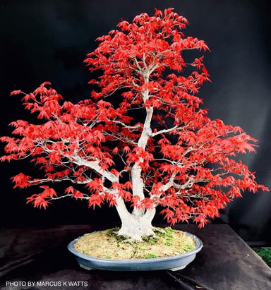 - Acer palmatum 'Deshojo' Red Japanese Maple - Mr Maple │ Buy Japanese Maple Trees
