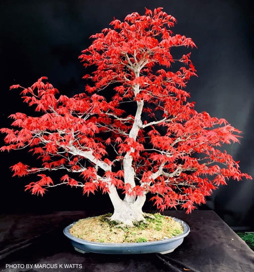 '- Acer palmatum 'Deshojo' Red Japanese Maple - Mr Maple │ Buy Japanese Maple Trees