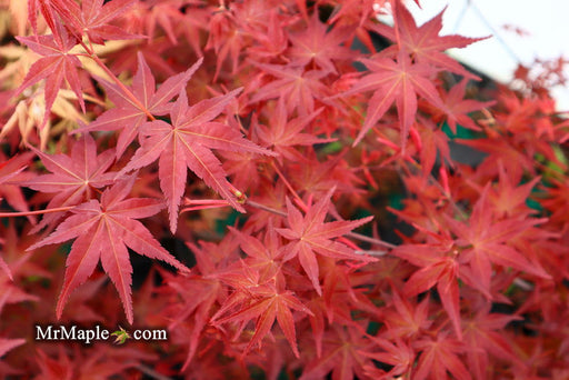 '- Acer palmatum 'Deshojo' Red Japanese Maple - Mr Maple │ Buy Japanese Maple Trees