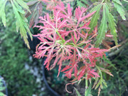 - Acer palmatum 'Dissectum Group'  Laceleaf Seedling Japanese Maple - Mr Maple │ Buy Japanese Maple Trees