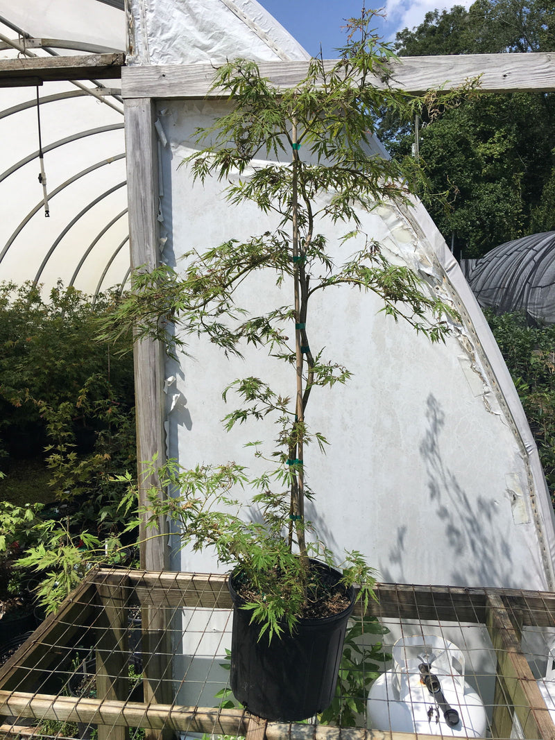 - Acer palmatum 'Dissectum Group'  Laceleaf Seedling Japanese Maple - Mr Maple │ Buy Japanese Maple Trees