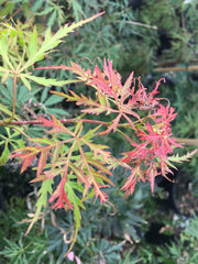 - Acer palmatum 'Dissectum Group'  Laceleaf Seedling Japanese Maple - Mr Maple │ Buy Japanese Maple Trees