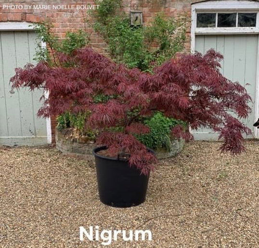 - Acer palmatum 'Dissectum Nigrum' Weeping Red Japanese Maple - Mr Maple │ Buy Japanese Maple Trees