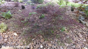 - Acer palmatum 'Dissectum Nigrum' Weeping Red Japanese Maple - Mr Maple │ Buy Japanese Maple Trees